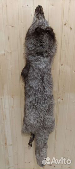 Шкура песца