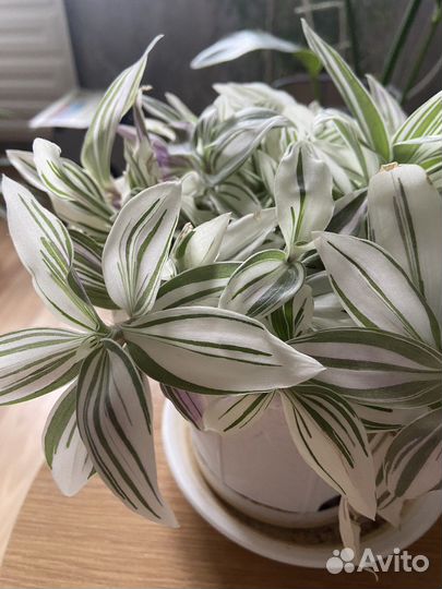 Традесканция сортовая