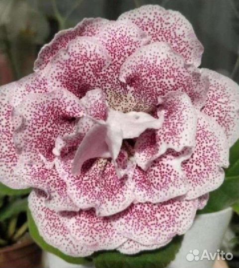 Глоксинии красотки