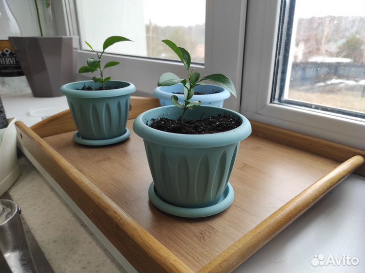 Мандарины милашки