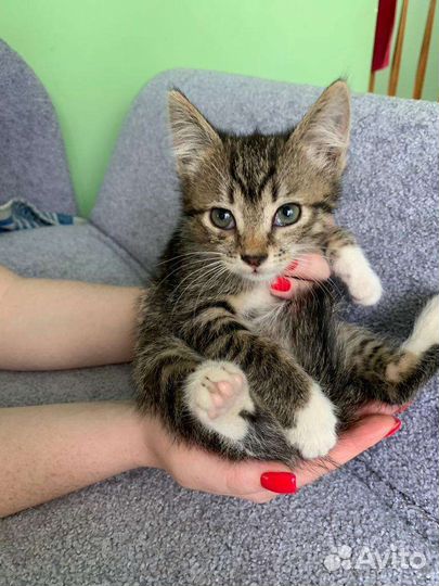 Девочка крысоловка