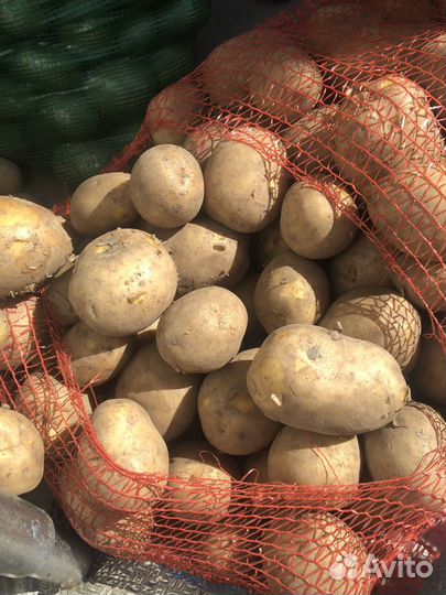 Картофель домашний