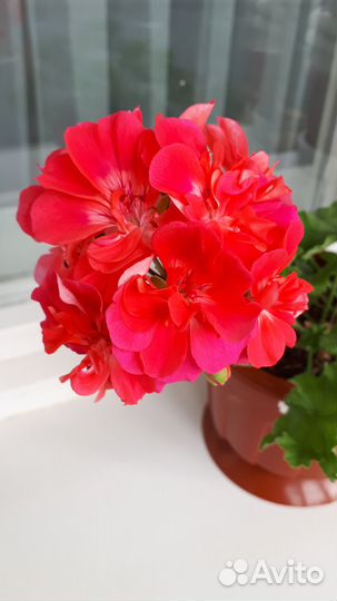 Пеларгония Ириол Сударыня Анна