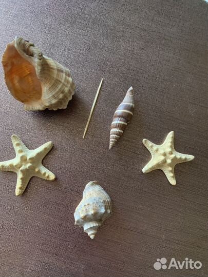 Морские раковины и звезды