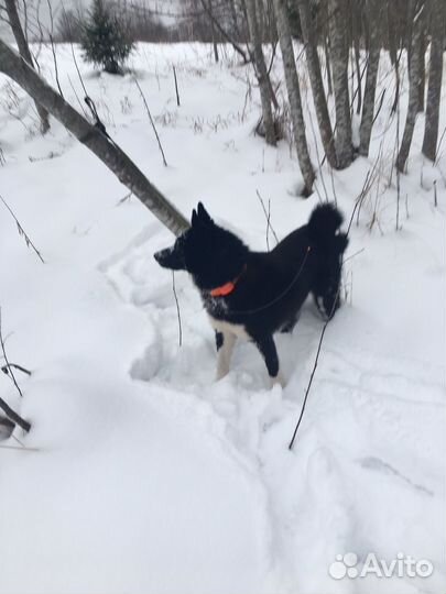 Русско европейская лайка для вязки