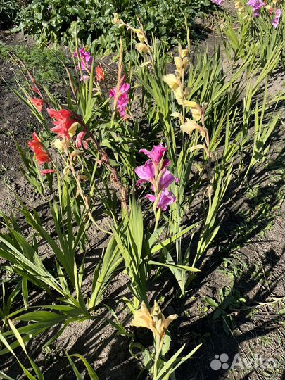 Луковицы гладиолусов