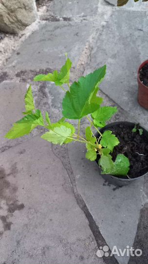 Пузыреплодник