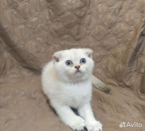 Шотландский вислоухий котенок