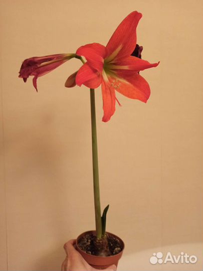 Гиппераструм, амариллис сортовой