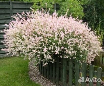 Ива Хакуро нишики-Розовый фламинго