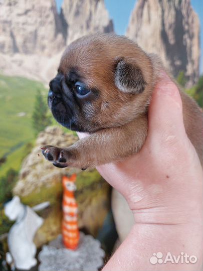 Обалденные французики