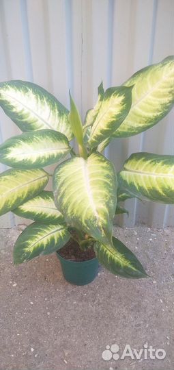 Диффенбахия камилла