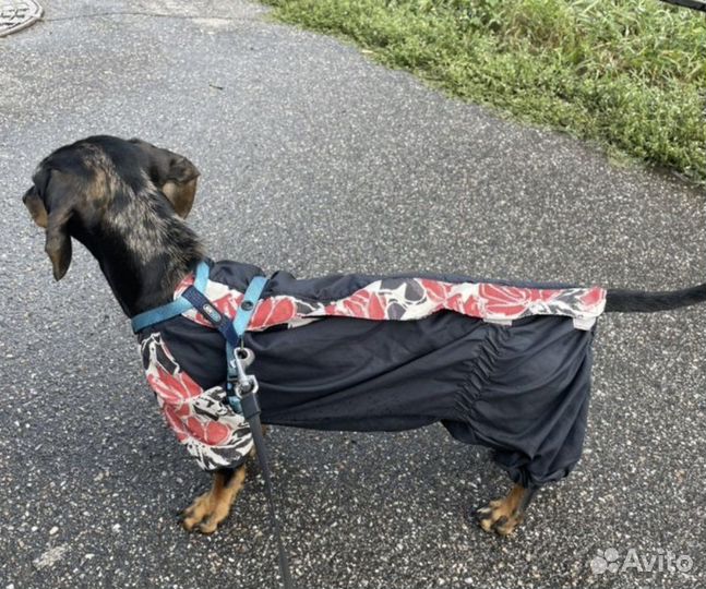 Комбинезон, дожлевик для таксы/корги