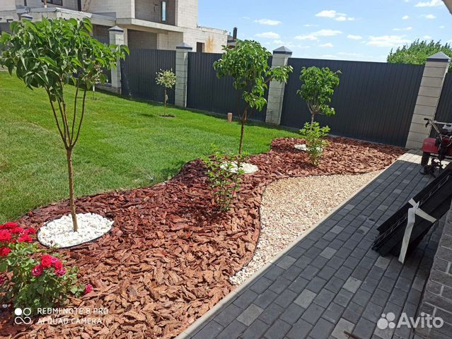 Кора сибирской листвиници