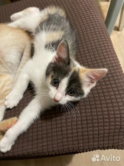 Кошки в добрые руки бесплатно