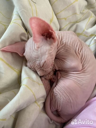 Канадский сфинкс котенок