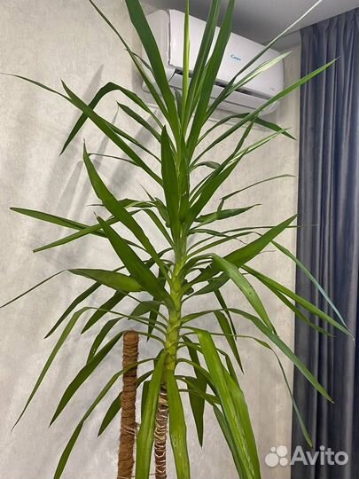 Пальма юкка живая