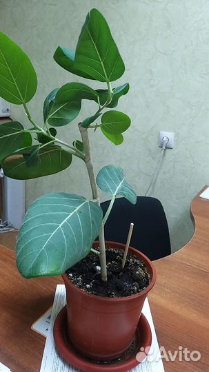 Комнатные растения цветы