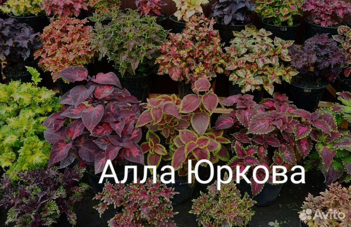 Колеусы, срезы