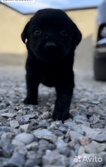 Щенки лабрадора