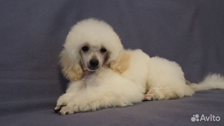 Щенки пуделя 3, 5 месяца мальчики