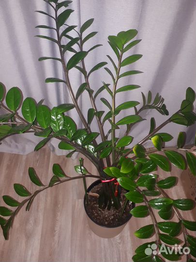 Замиокулькас