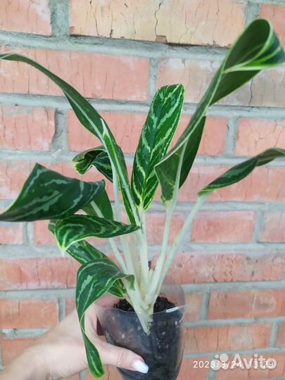 Аглонема бай као