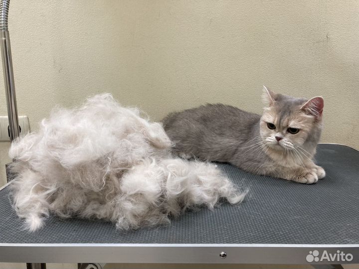 Груминг собак