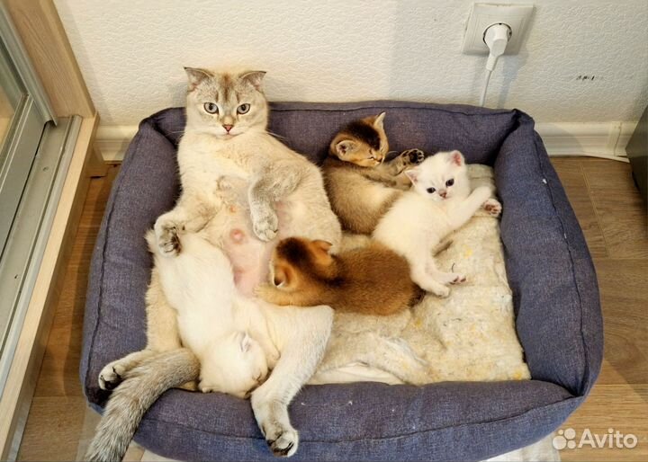 Продам британских Котят