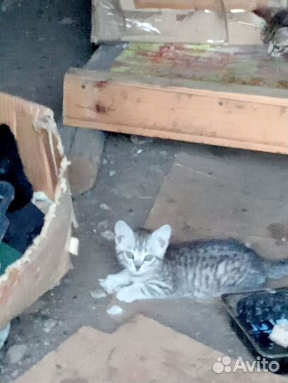 Котята в добрые руки бесплатно