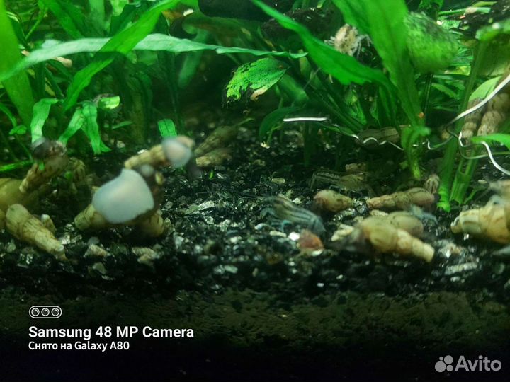 Карликовый аквариумный рак обмен