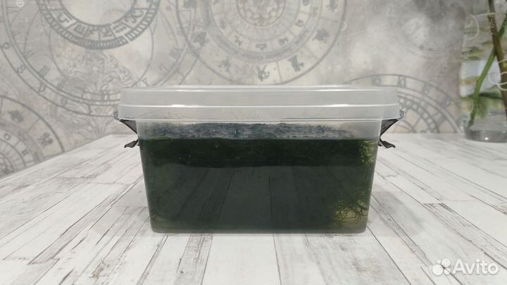 Яванский мох