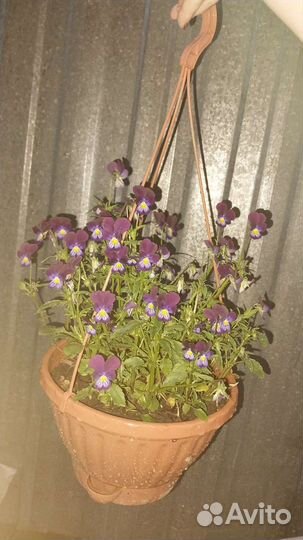 Анютины глазки рассада