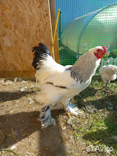 Петух брама