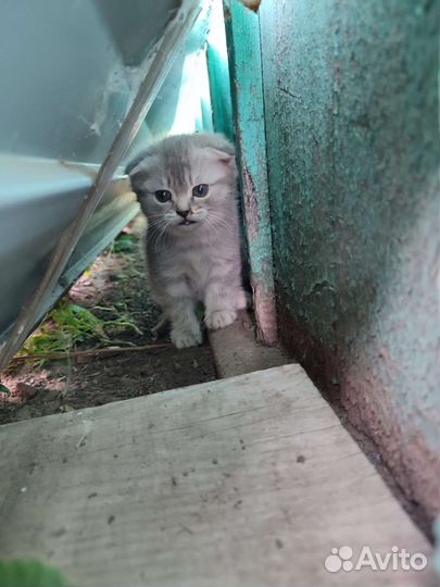 Отдам кошечку в добрые руки