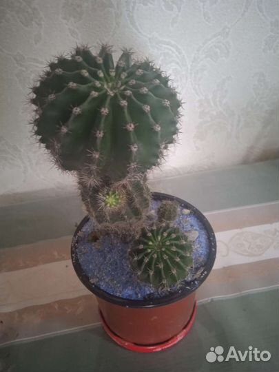 Комнатные цветы