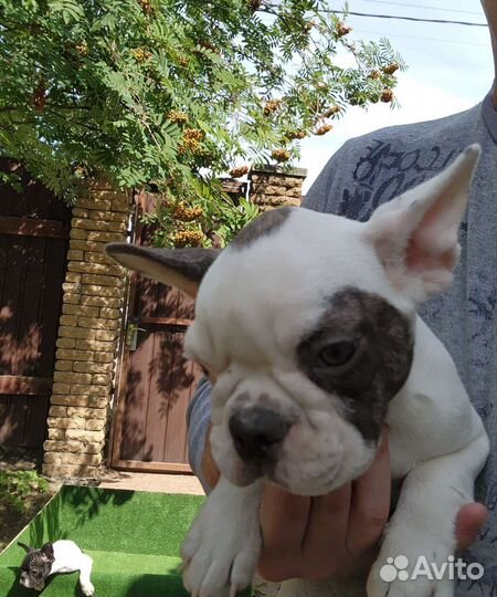 Французский бульдог