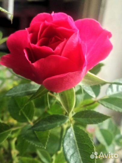 Комнатные цветы розы