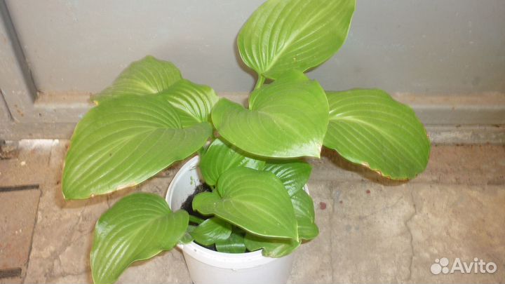 Коста белая