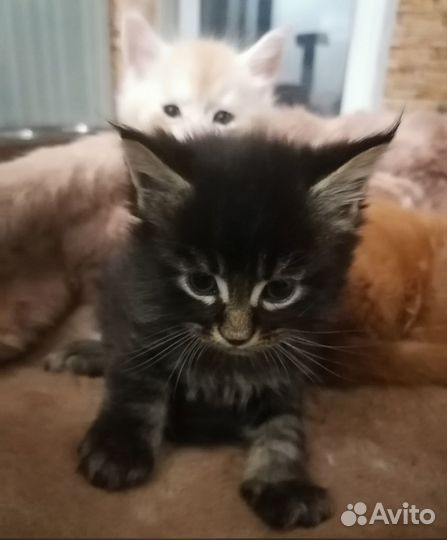 Котята мейн-кун