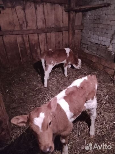 Тёлочки 1 месяц