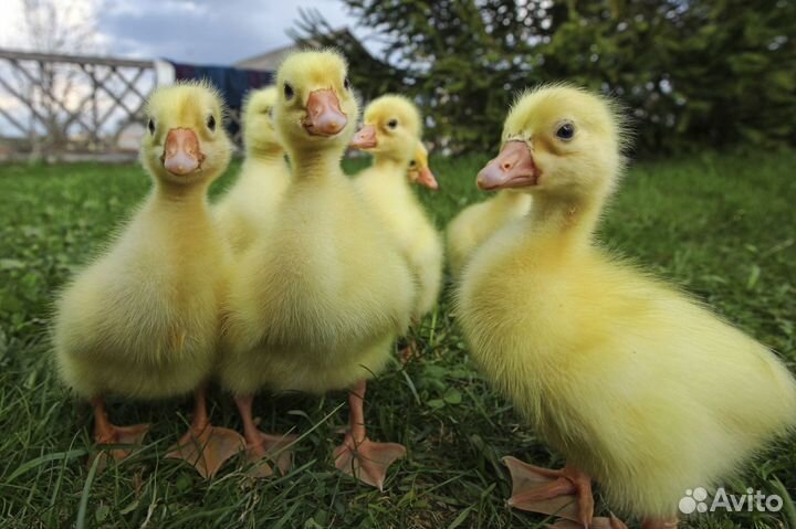 Гусята, утята /ластоногие предзаказ