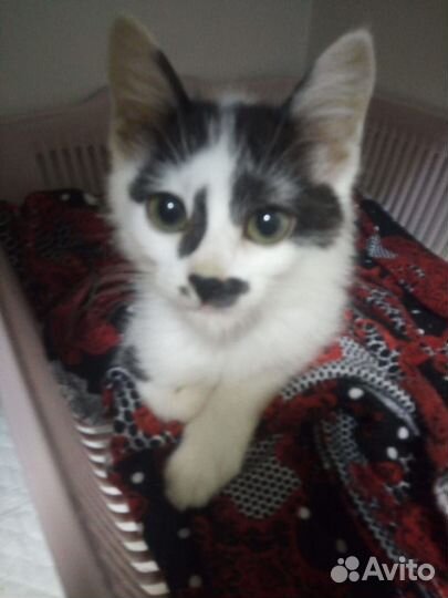 Котенок