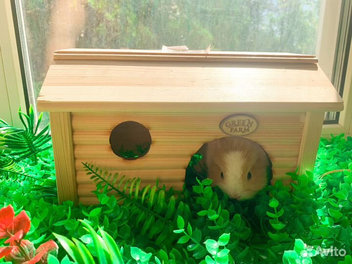 Карликовые крольчата мини