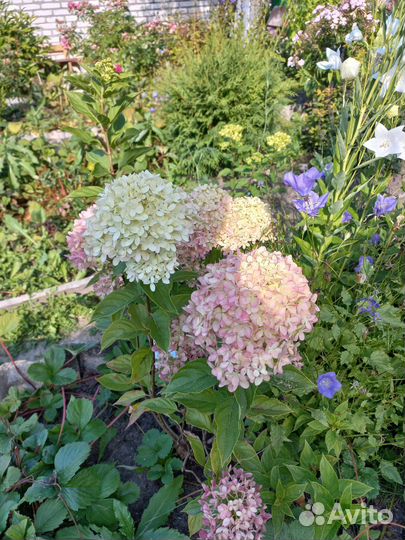 Гортензия метельчатая Литтл Лайм