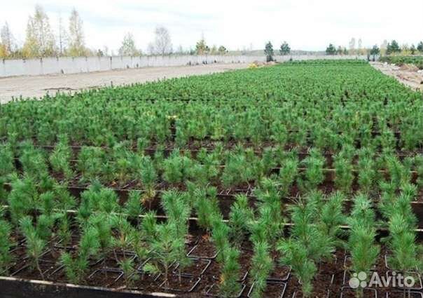 Сосна кедровая привитая