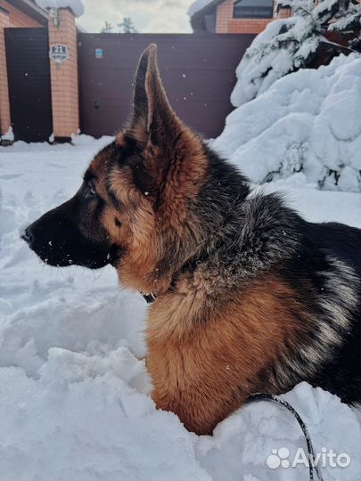Немецкая овчарка