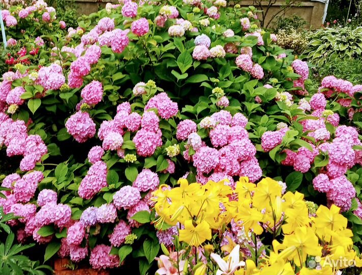 Гортензия крупнолистная саженцы