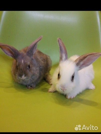 Кролик в аренду