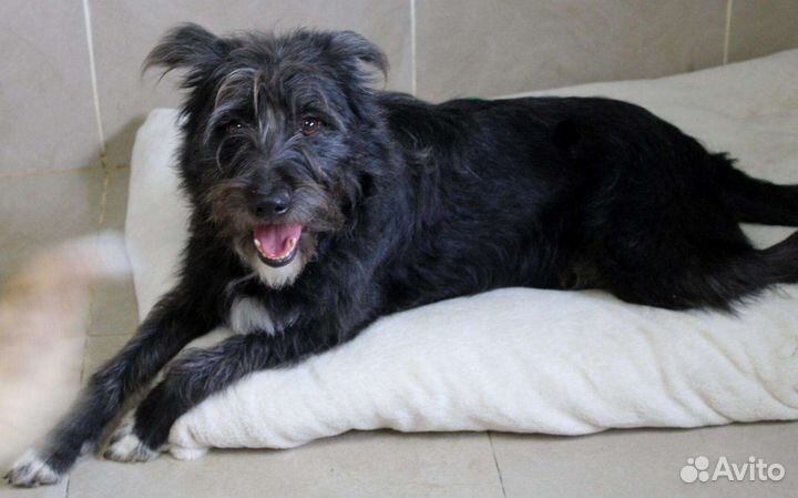 Собачка бородачка ищет дом